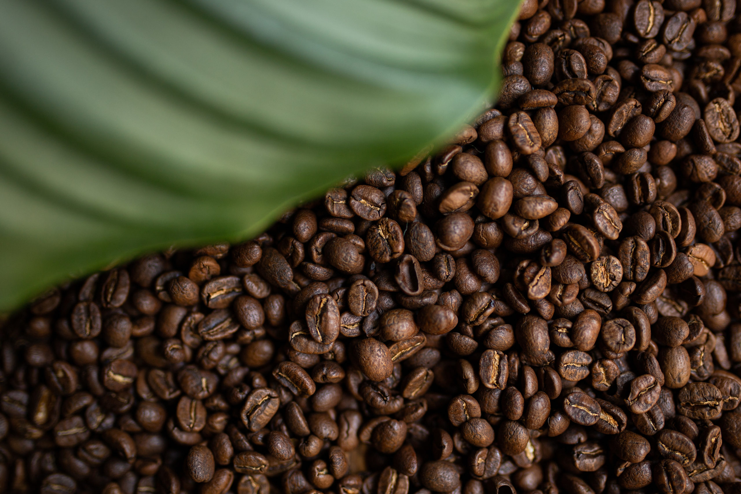 Café en grain bio équitable