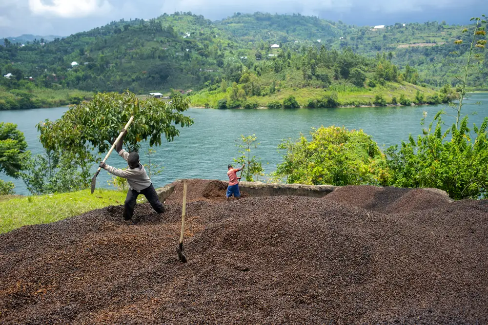 Café en grain bio équitable