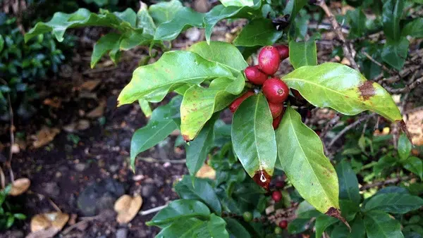 La café grain équitable, vecteur de votre culture d'entreprise, doit répondre à un cahier des charges précis, comme l'agriculture biologique.