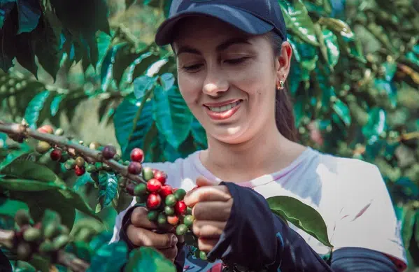 Une productrice de café récolte les fruits de son travail.
