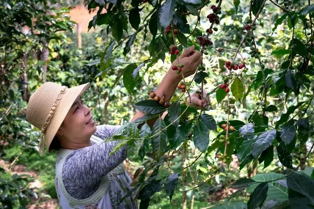 Une cultivatrice ramasse les cerises de café dans son ses plantations.
